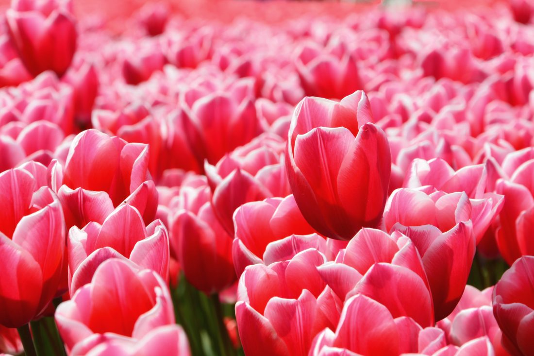 Red Flowers in Field