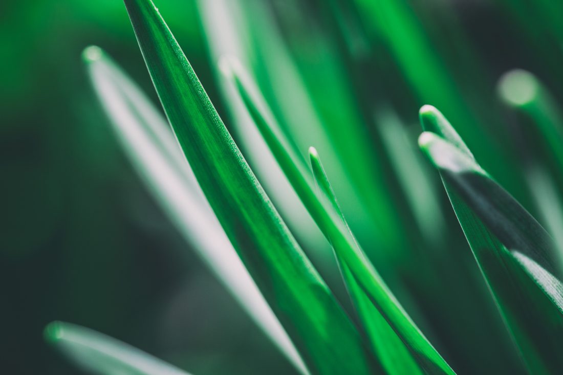 Green Shoots