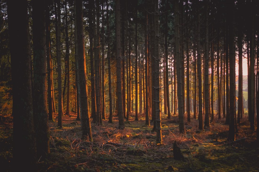Woodland Trees