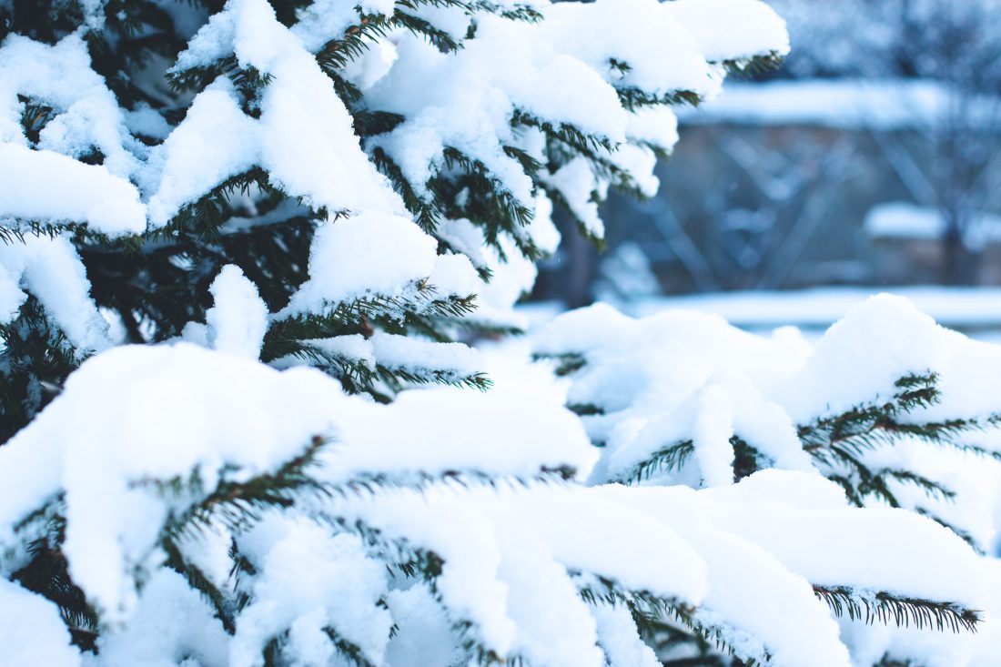 Christmas Tree With Snow