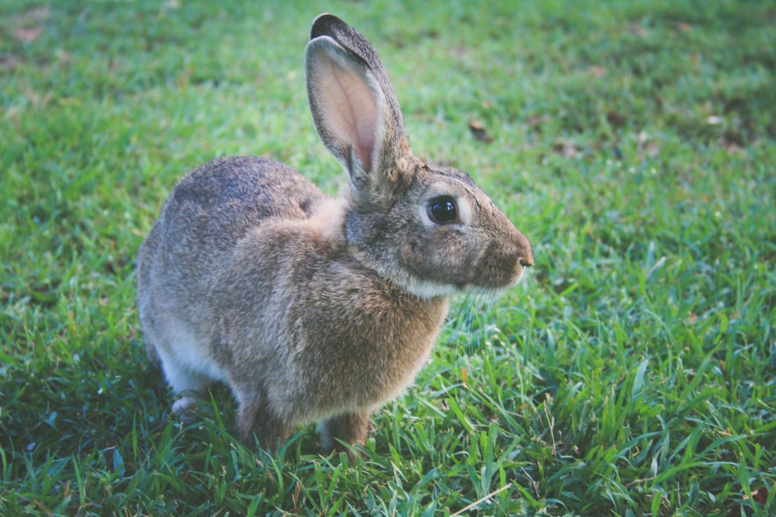 Rabbit Closeup