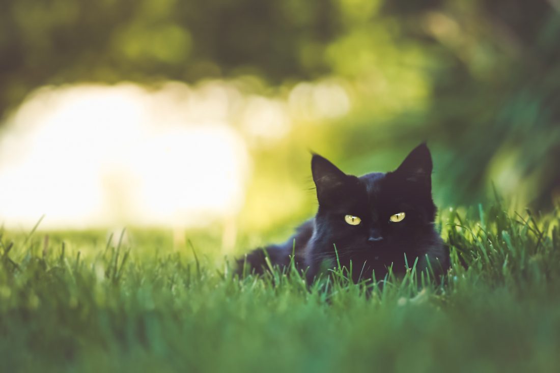Cat in Grass