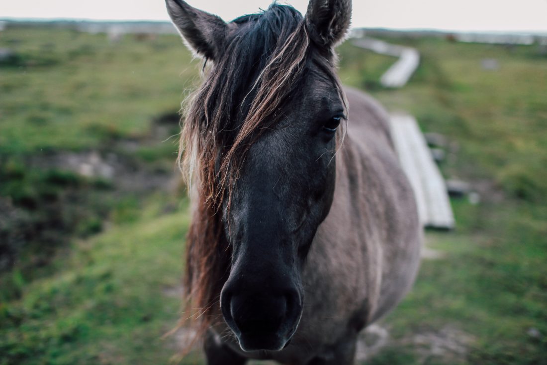 Horse Closeup