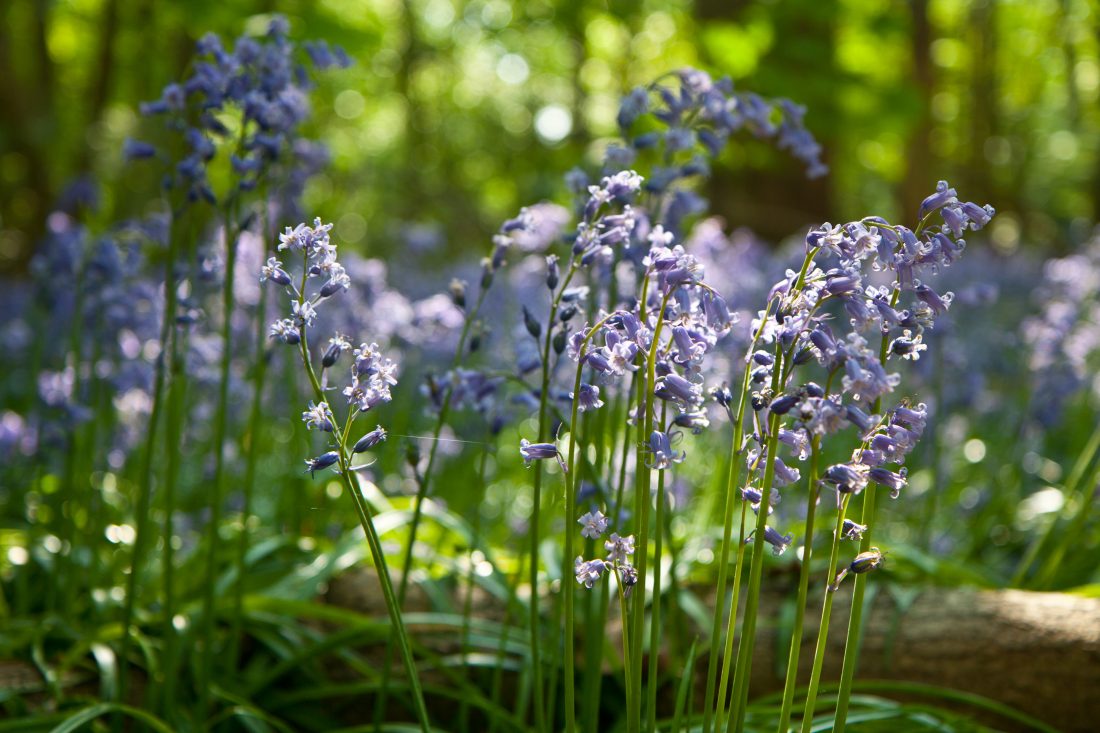 English Bluebells