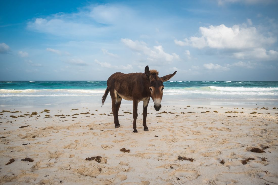 Donkey