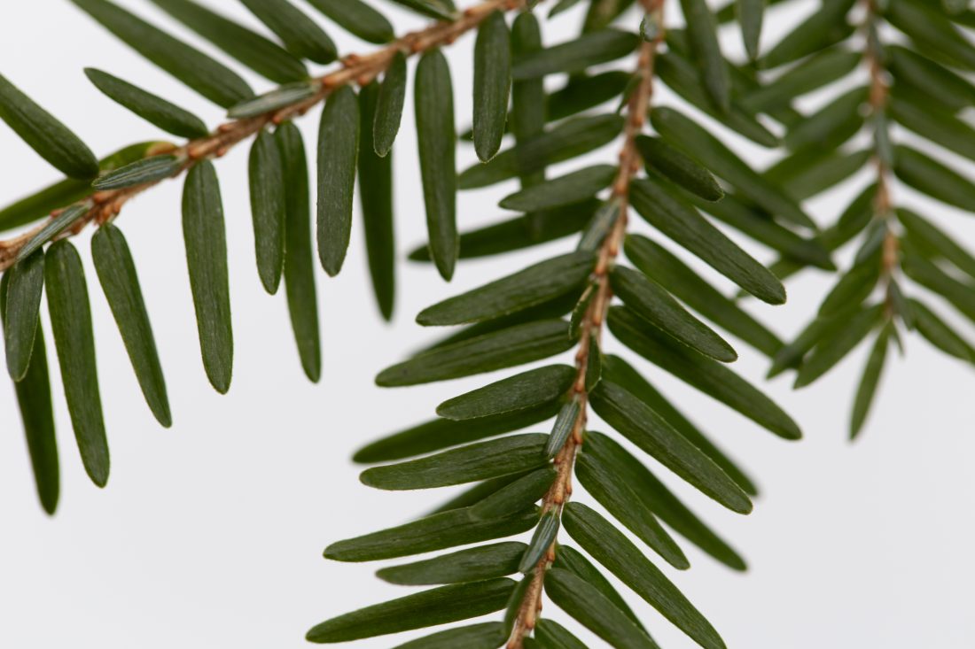 Pine Needles Close Up