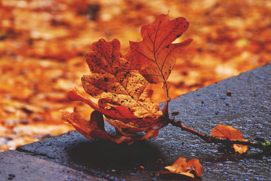 Fall Leaves