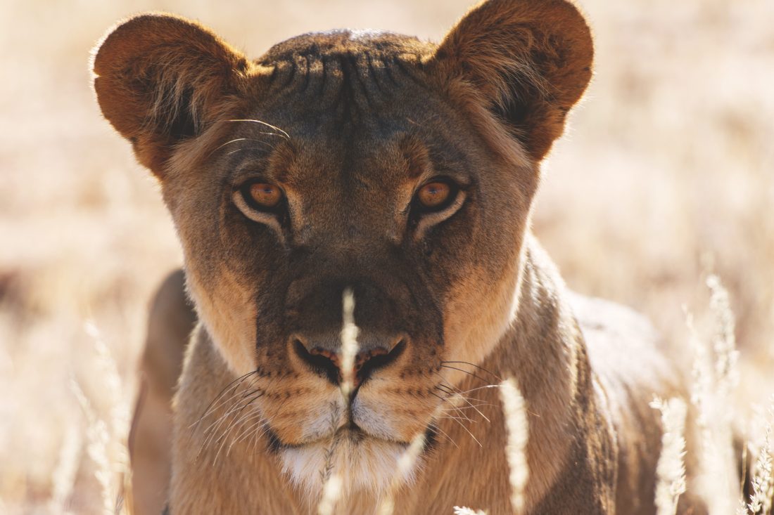 Lion in Grass