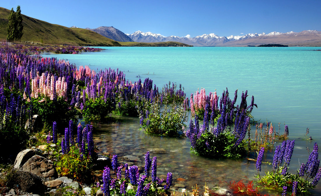 Tropical Flowers Sea
