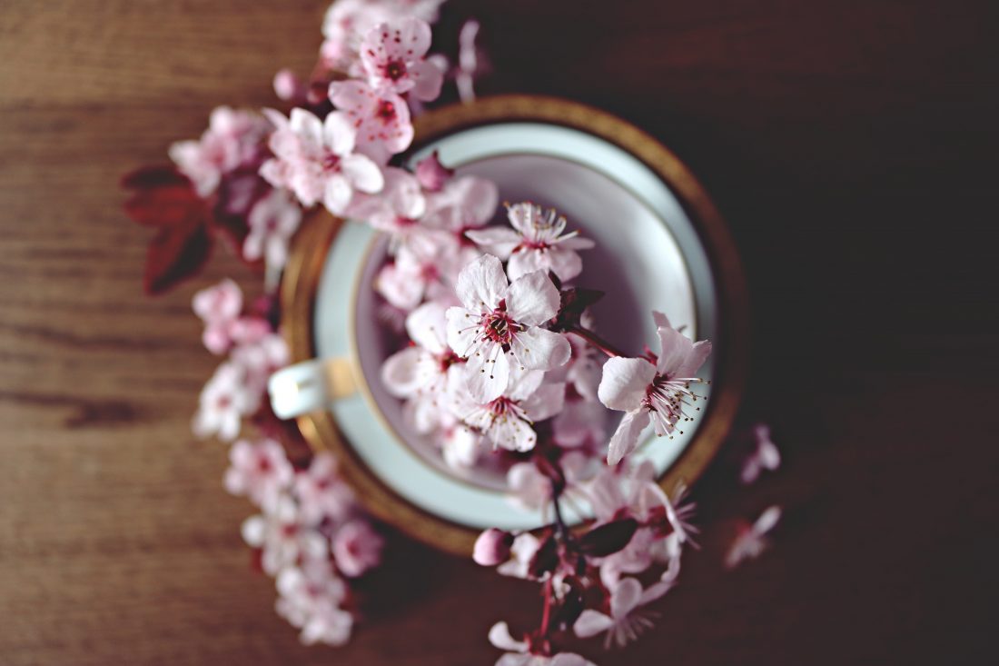 Cherry Blossom