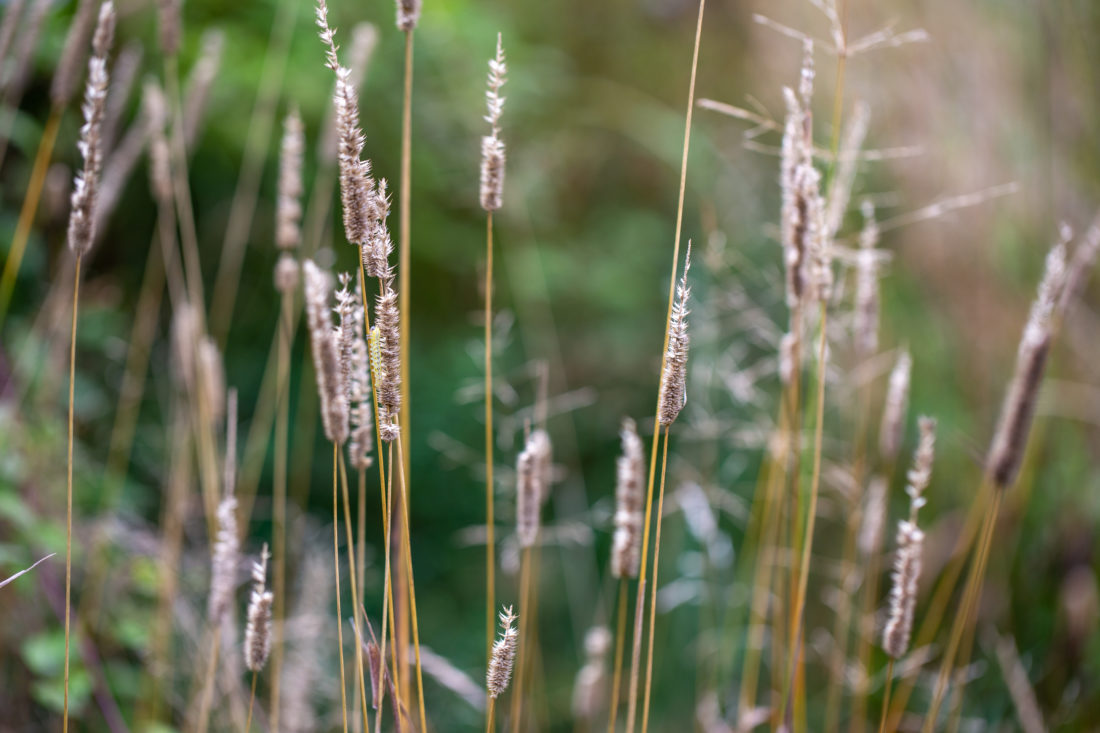 Tall Grass