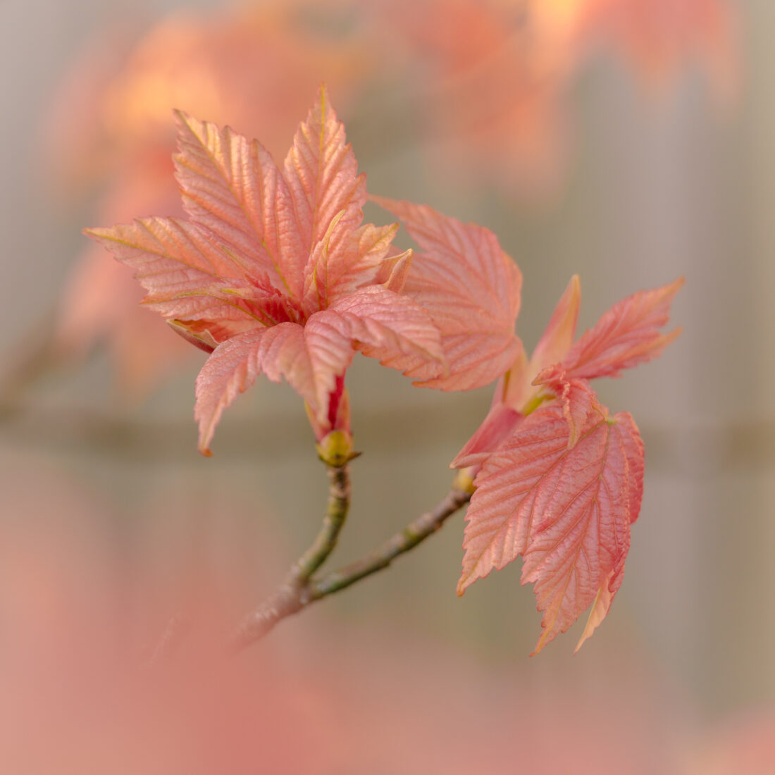 Pink Leaves Close up
