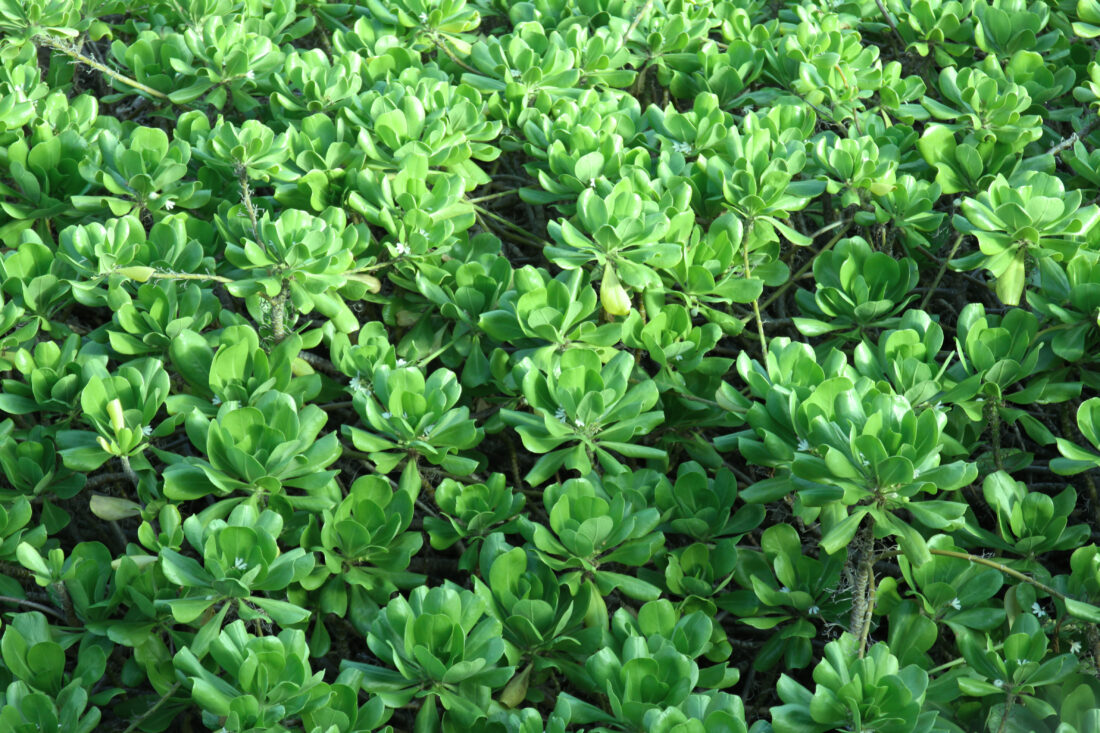 Succulents Background