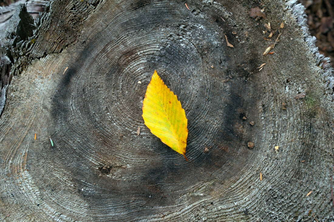 Autumn Foliage Leaf