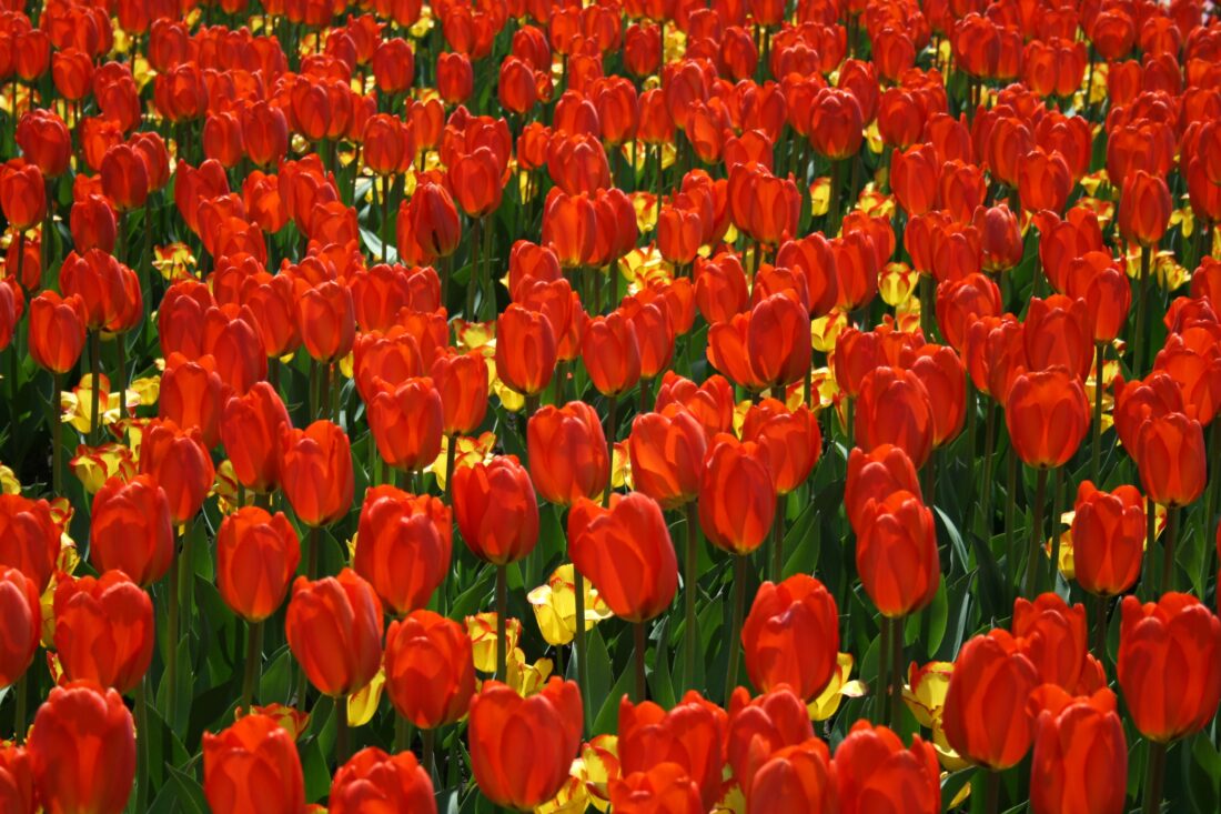 Tulips Background Flowers