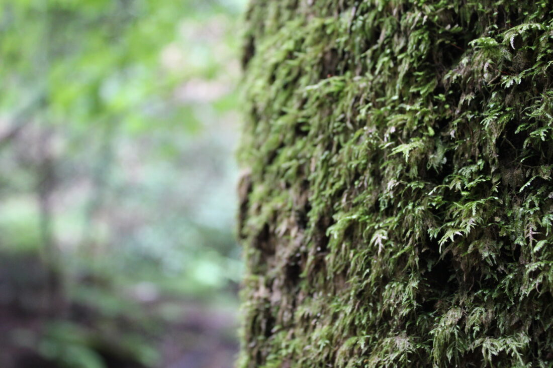 Tree Moss Forest