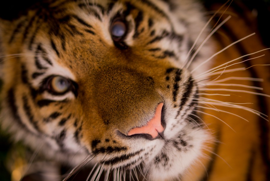 Tiger close up
