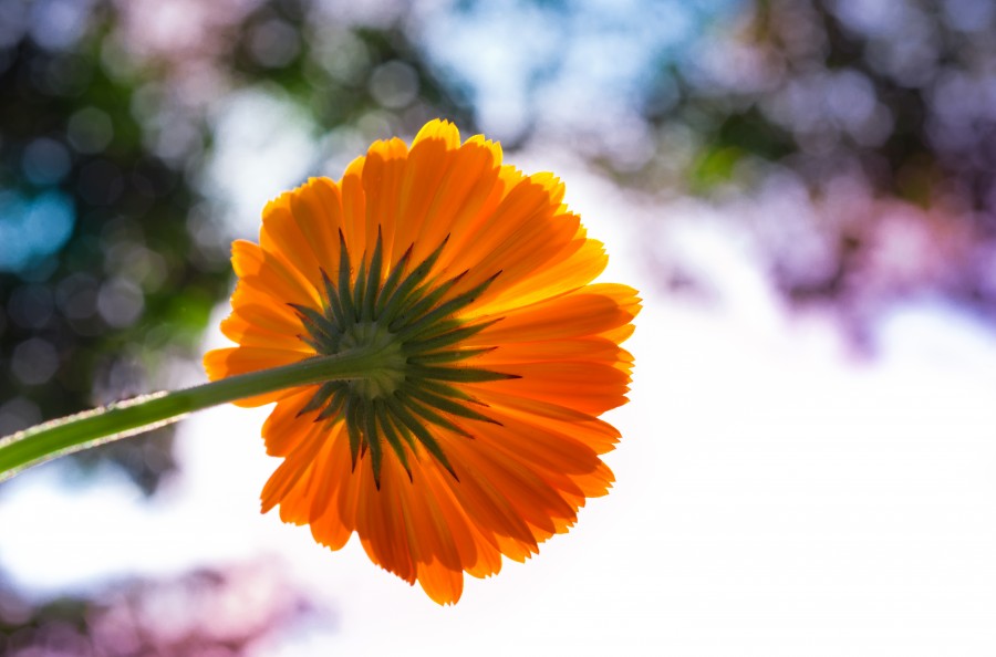 Marigold