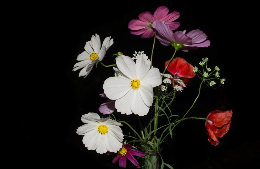 Wild flowers