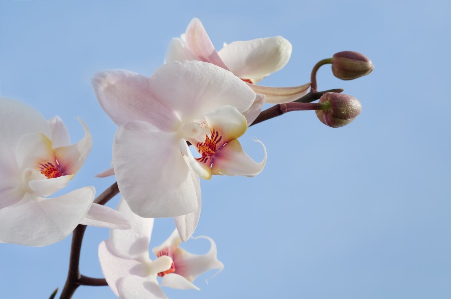 White orchid 