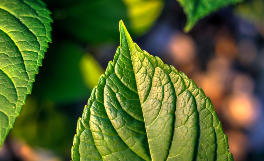 Leaf close up