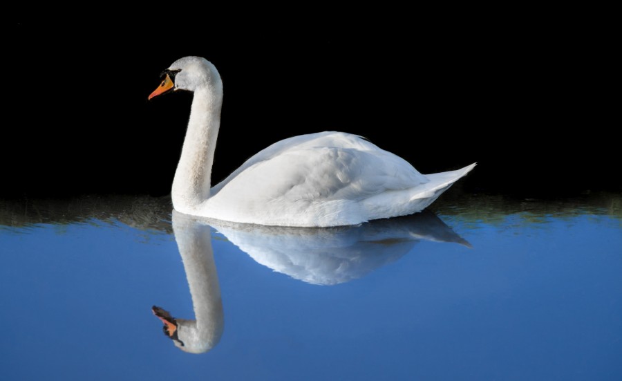 Swan reflection