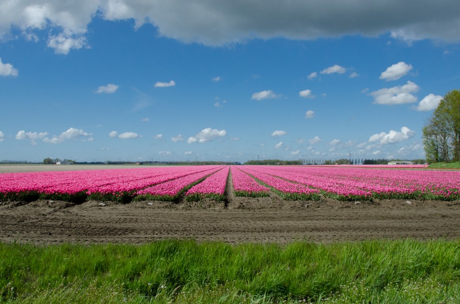 Tulip field