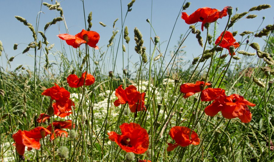 Field of poppies