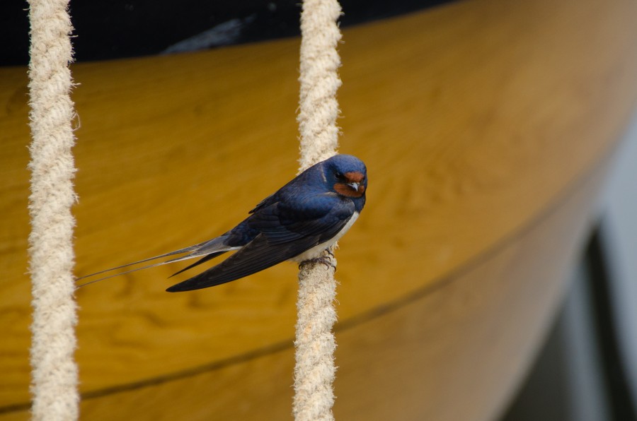 Swallow on a rope