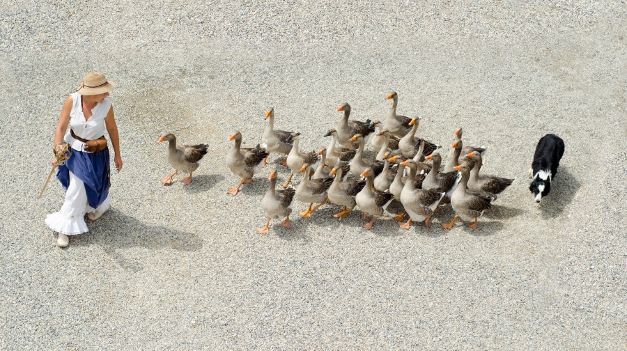 Goose girl
