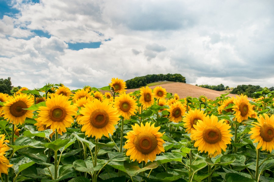 Field of sunflowers