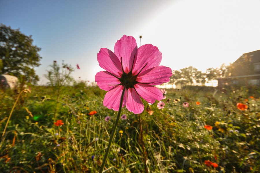 Pink flower