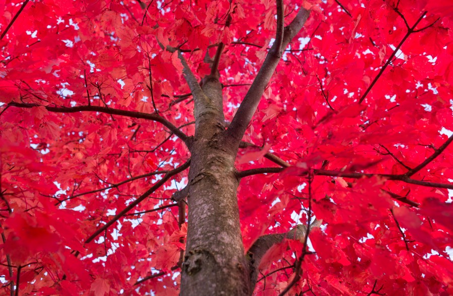 Red tree crown