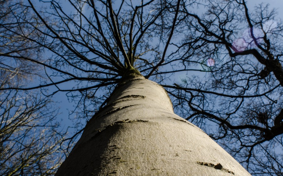 Winter tree crown