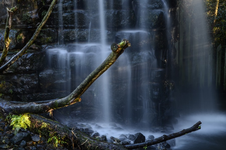 Forest waterfall