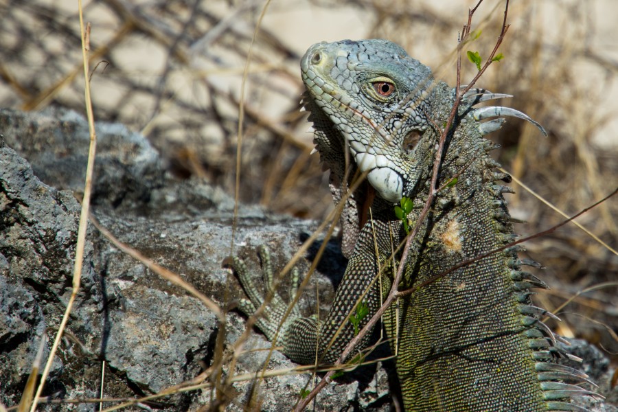 Iguana
