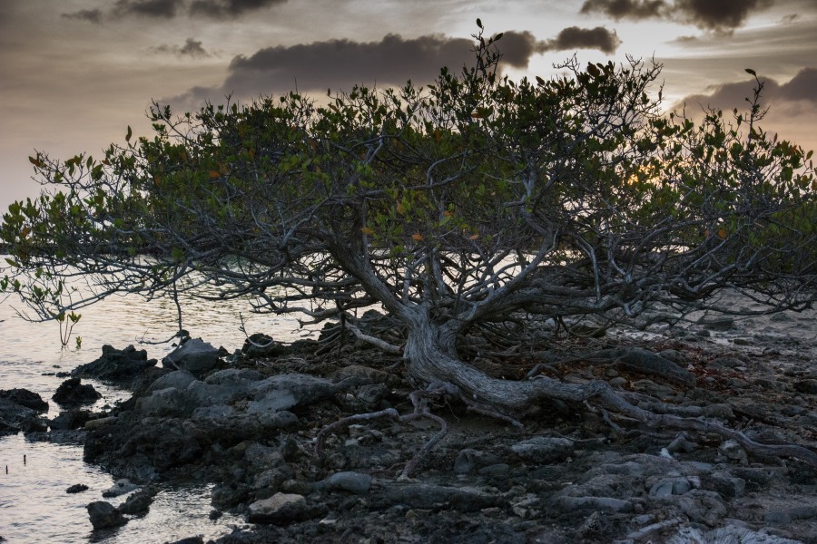Beach tree