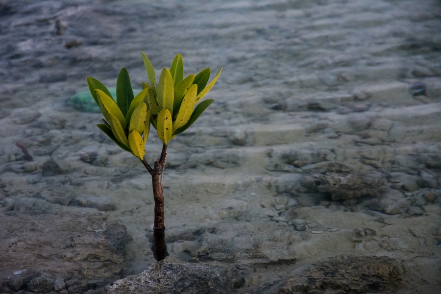 Coastal baby tree