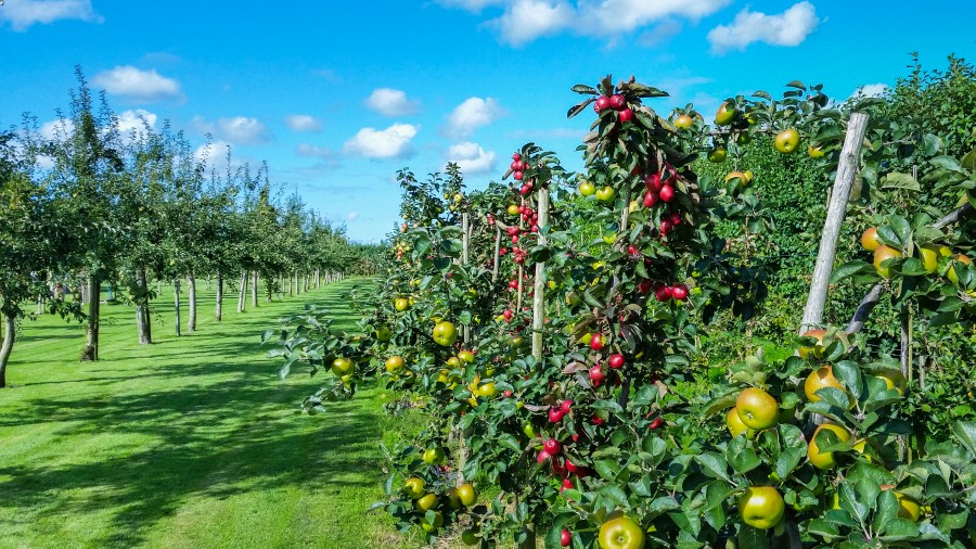 Apple garden