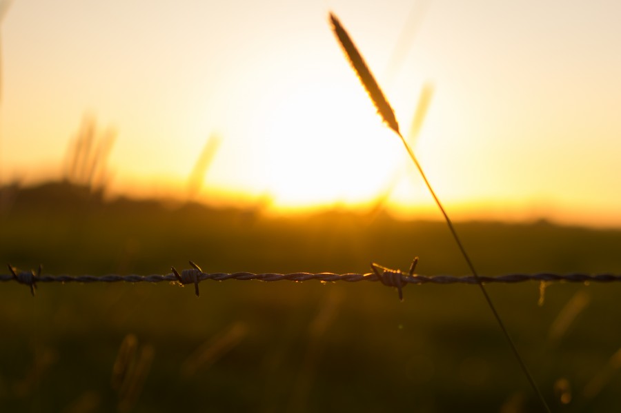 Sunny barbed wire