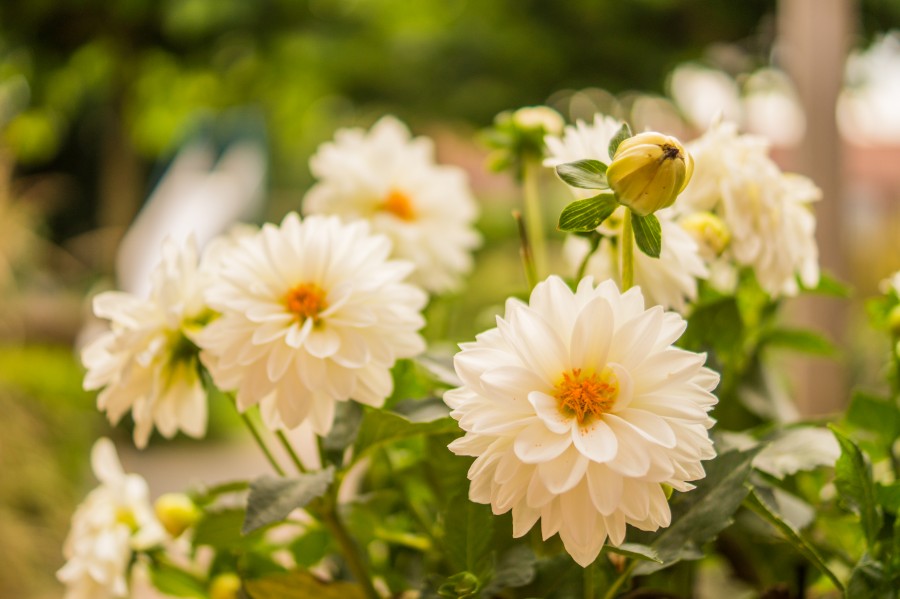 White flower