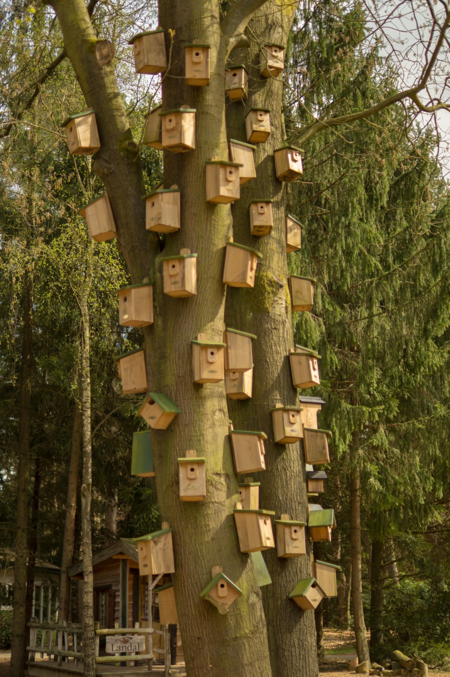 Tree house skyscraper