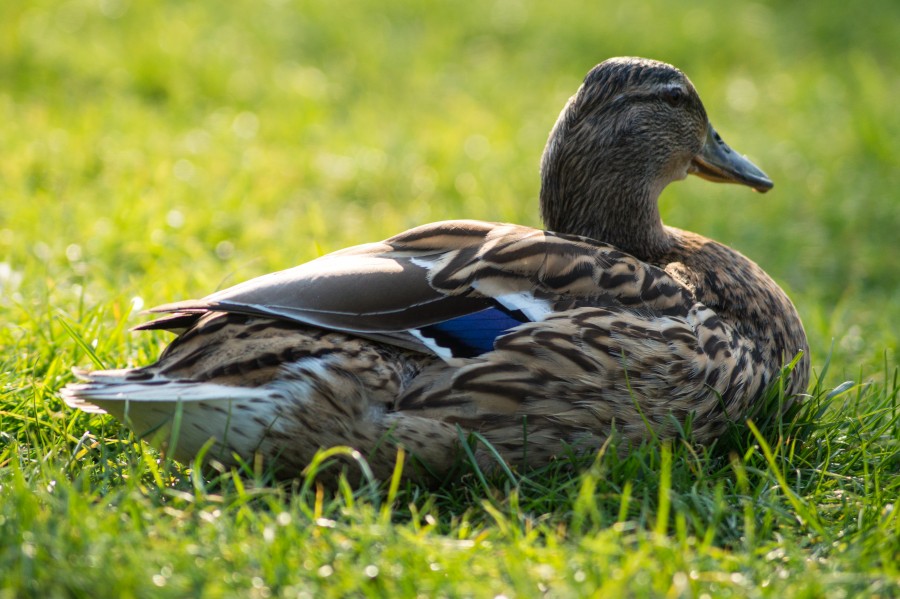 Sitting duck
