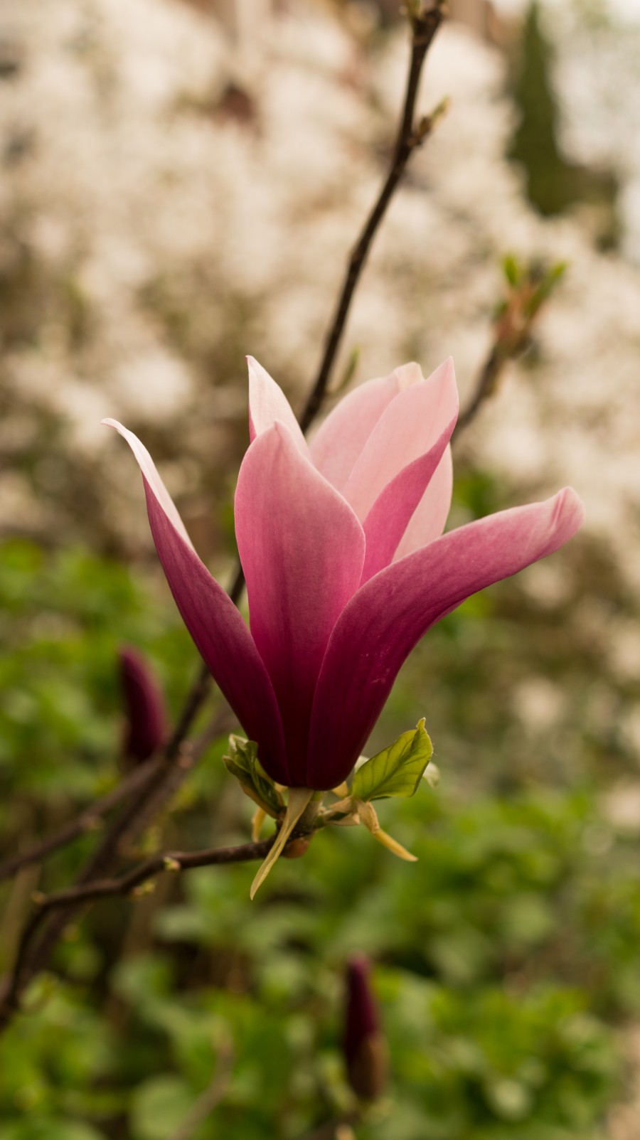 Pink flower