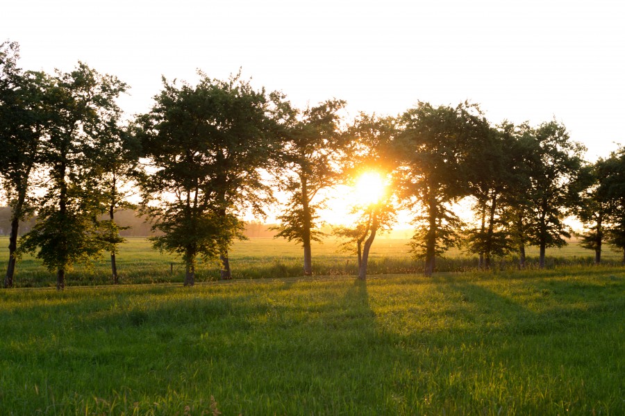 Sunset through the trees