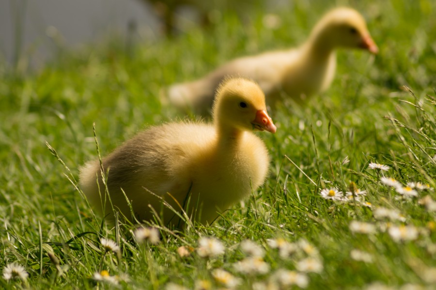 Little ducks