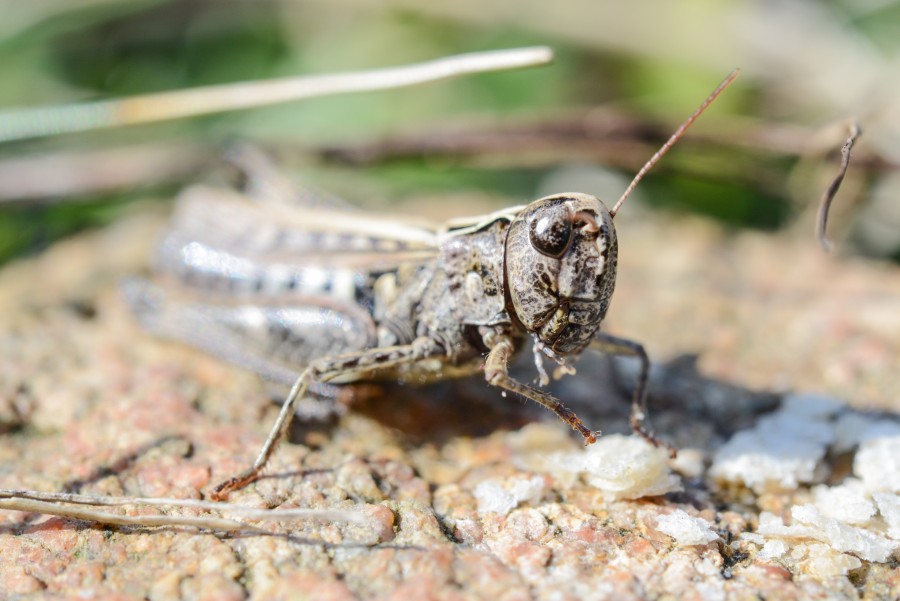 Grasshopper