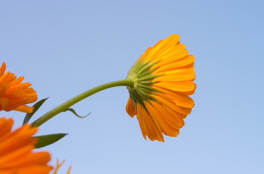 Marigold flower
