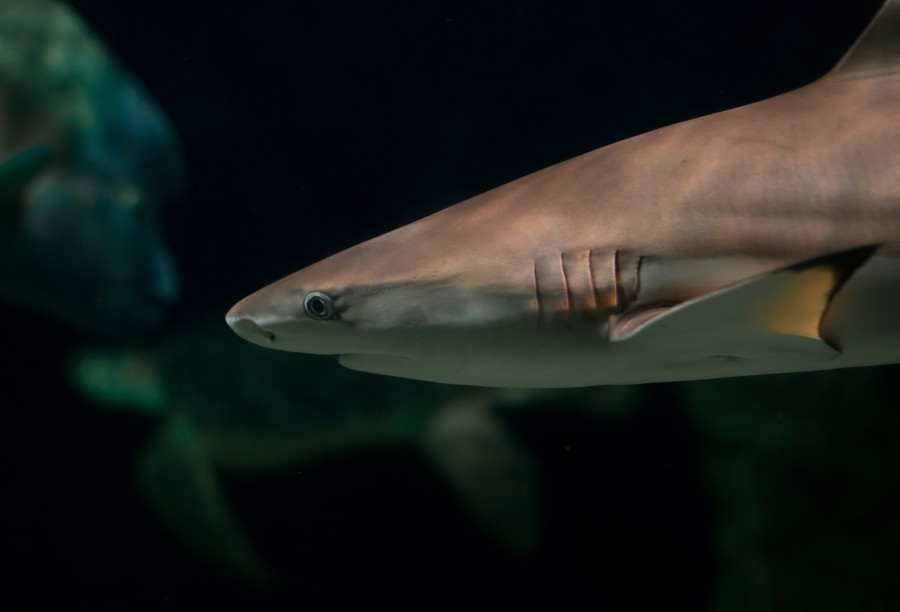 Shark