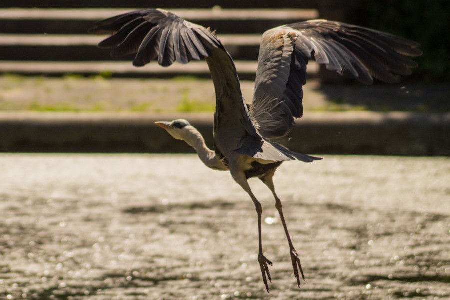 Heron in flight